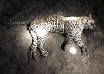 Dead body of a leopard spotted in Water Tank in Kashmir