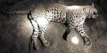 Dead body of a leopard spotted in Water Tank in Kashmir