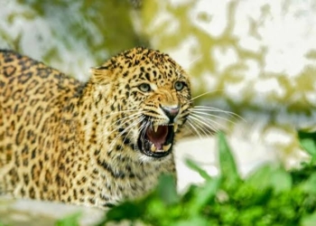Leopard kills seven sheep, 3 lamb….
