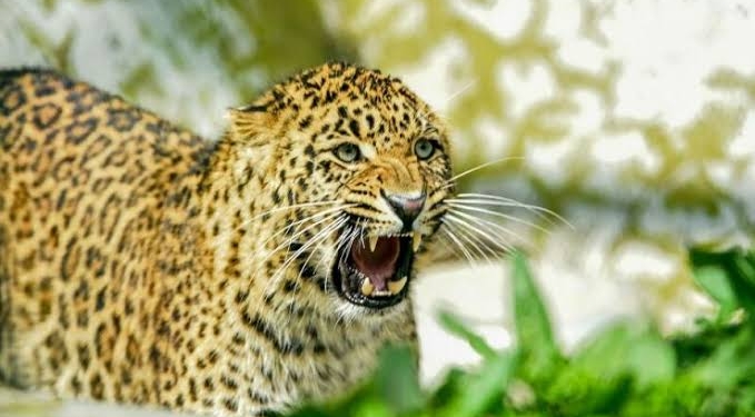 Leopard kills seven sheep, 3 lamb….