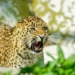 Leopard kills seven sheep, 3 lamb….