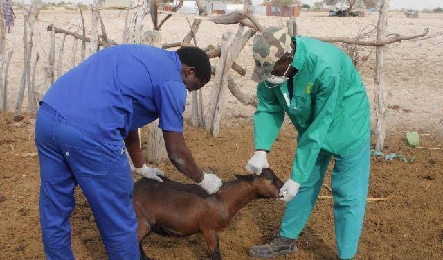 Govt issues advisory after occurrence of FMD among sheep