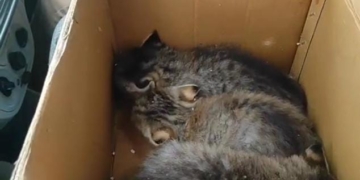 Kittens of Jungle Cat Captured in Central Kashmir’s Budgam
