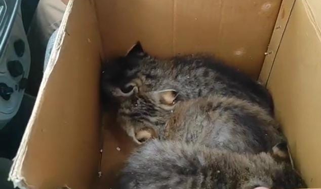 Kittens of Jungle Cat Captured in Central Kashmir’s Budgam