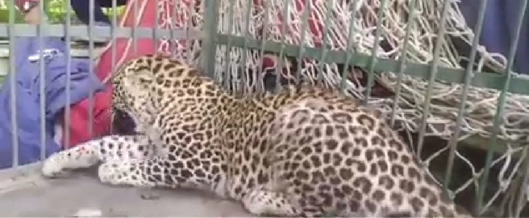 Wild Life Team Captures Leopard Roaming In Pampore Area