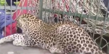 Wild Life Team Captures Leopard Roaming In Pampore Area