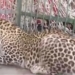 Wild Life Team Captures Leopard Roaming In Pampore Area