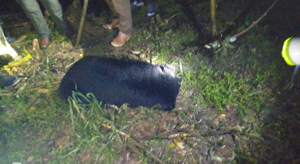 Black Bear Caught Alive In Kashmir Valley