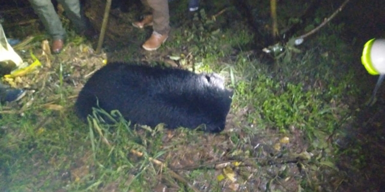Black Bear Caught Alive In Kashmir Valley