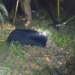 Black Bear Caught Alive In Kashmir Valley