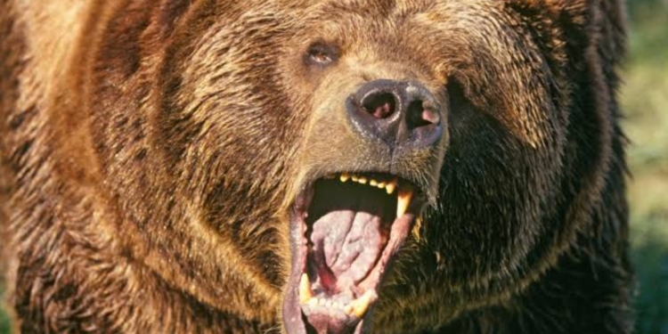 Man wounded in bear attack in Boniyar