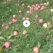 Untimely Snowfall Extensively Damages Apple Orchards In Shopian