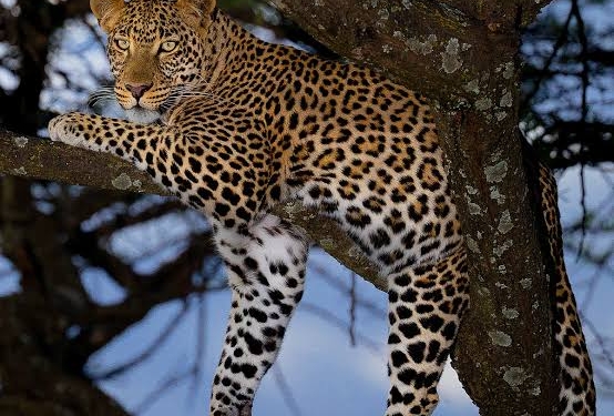 Leopards Kills 6  sheep, As Many Others Missing