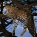 Leopards Kills 6  sheep, As Many Others Missing