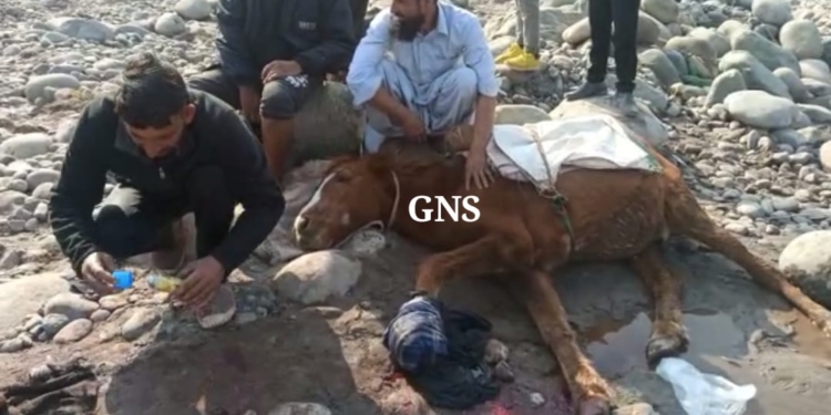 UT J&K: Mine Blast, Horse Injured