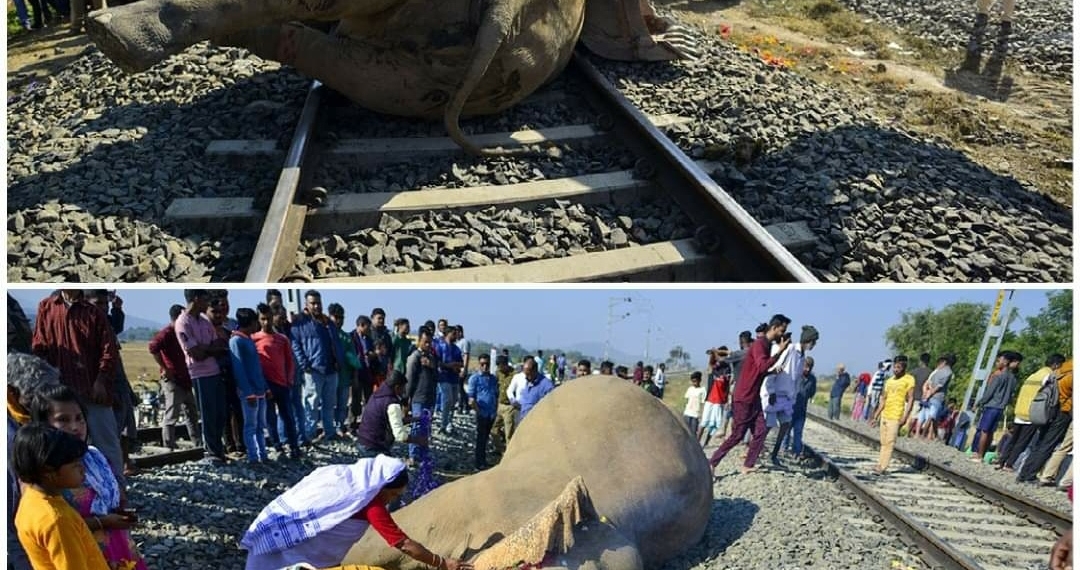 Two elephants died after colliding with a train