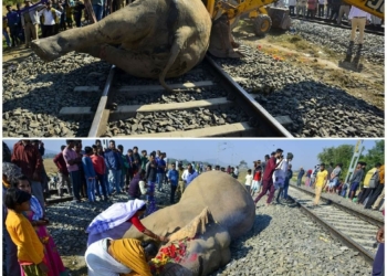 Two elephants died after colliding with a train