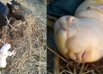 Villagers Stunt as Goat gives birth to baby with ‘human like’