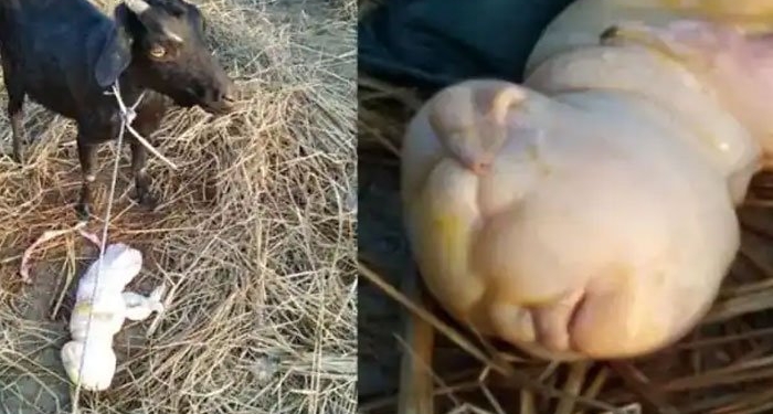 Villagers Stunt as Goat gives birth to baby with ‘human like’