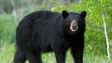 Presence of bear create panic in Sonwar Srinagar
