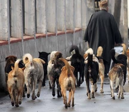 Stray dogs maul a 12-year boy to death in  Kashmir