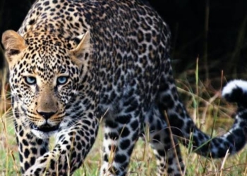 J&K: Police issued an advisory, asking people to remain careful after a leopard was spotted near…