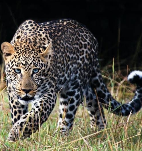 J&K: Police issued an advisory, asking people to remain careful after a leopard was spotted near…