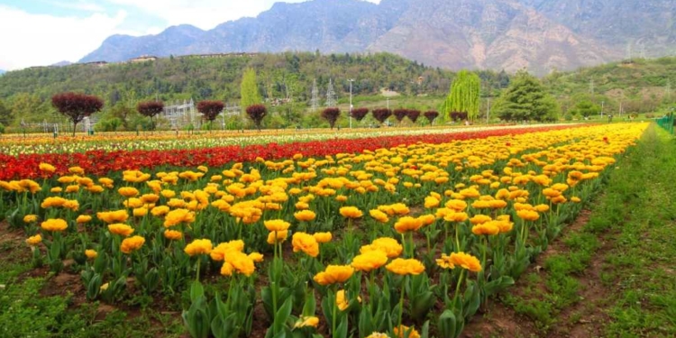 Asia’s largest tulip garden would likely be thrown open on this date