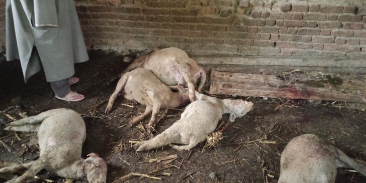 13 Sheep Killed in Suspected Leopard Attack in Kashmir