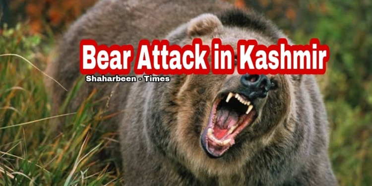 5 Persons Injured in Bear Attack in Kashmir