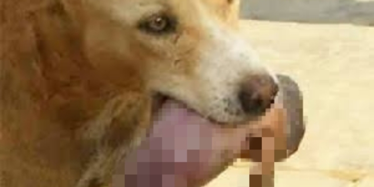 Stray dog seen carrying the severed head of a newborn baby in its mouth,the unidentified baby’s age was two or three days