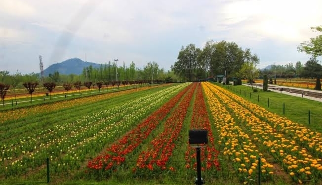 Watch : Kashmir’s And Asia’s largest Tulip Garden opens to public Advertisement