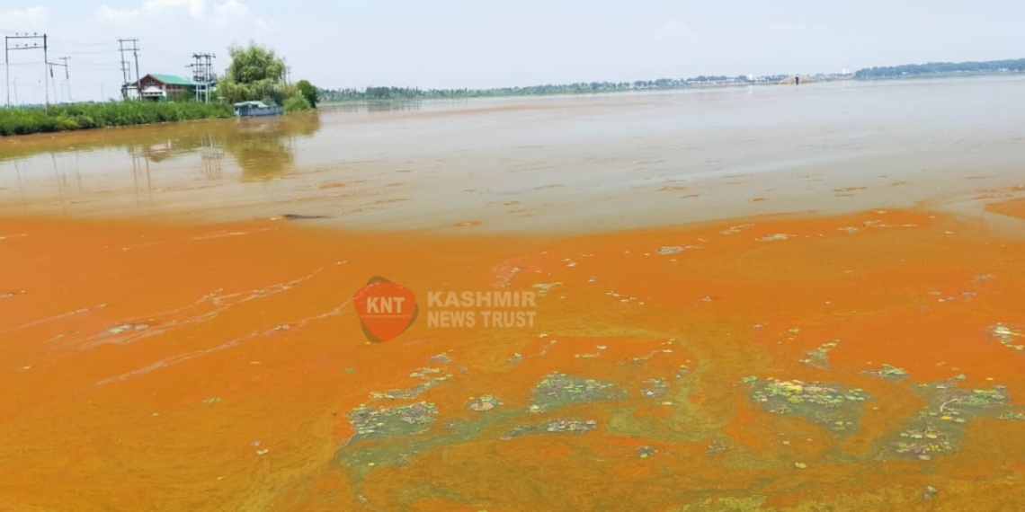 Red algae bloom defaces beauty of Kashmir’s Dal Lake
