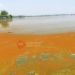 Red algae bloom defaces beauty of Kashmir’s Dal Lake
