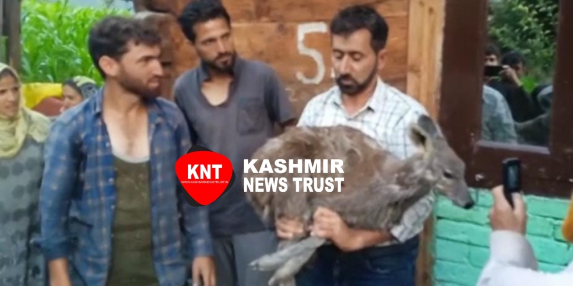 Rare musk deer captured alive in Kashmir…