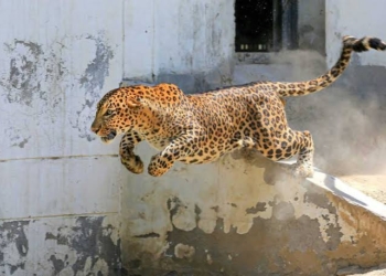 4 year old boy killed in Leopard attack