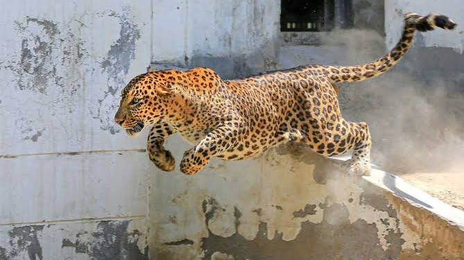 4 year old boy killed in Leopard attack