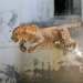 4 year old boy killed in Leopard attack
