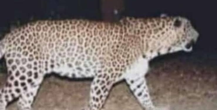 Big Update Regarding Man Eater Leopard In North Kashmir