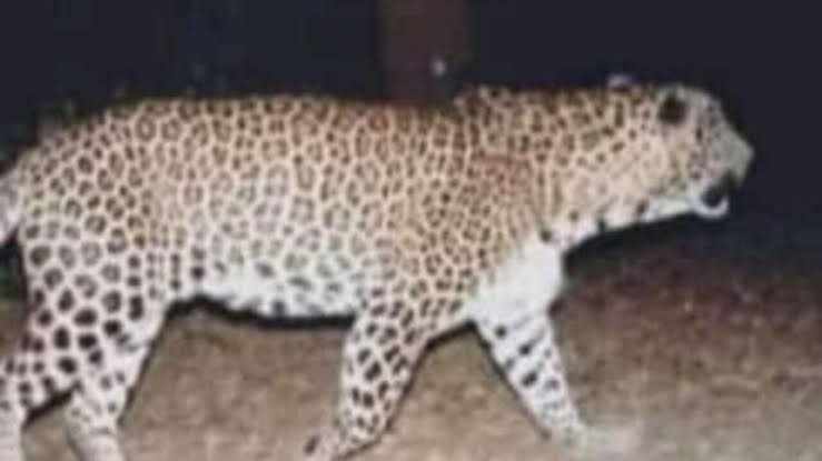 Big Update Regarding Man Eater Leopard In North Kashmir