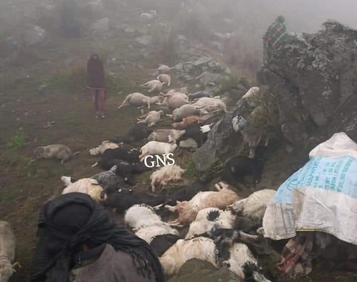 Man injured as 50 sheep, goat perish due to lightning, thunderstorm in J&K