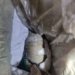 Old Rusted Shell Recovered, Defused ….