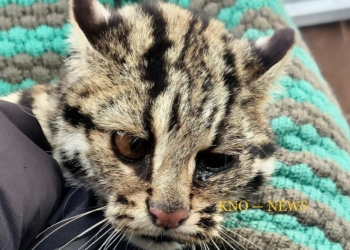 Leopard cub captured in Ganderbal village