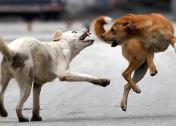 7 injured in stray dogs attack….