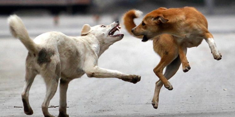 7 injured in stray dogs attack….