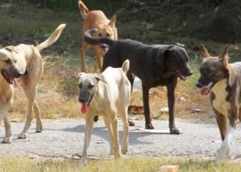Two Arrested for Cruelty and Brutal Killing of Stray Dog in Rainawari, Kashmir