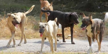 Two Arrested for Cruelty and Brutal Killing of Stray Dog in Rainawari, Kashmir