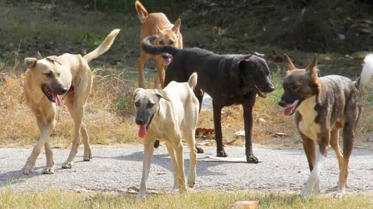 Two Arrested for Cruelty and Brutal Killing of Stray Dog in Rainawari, Kashmir