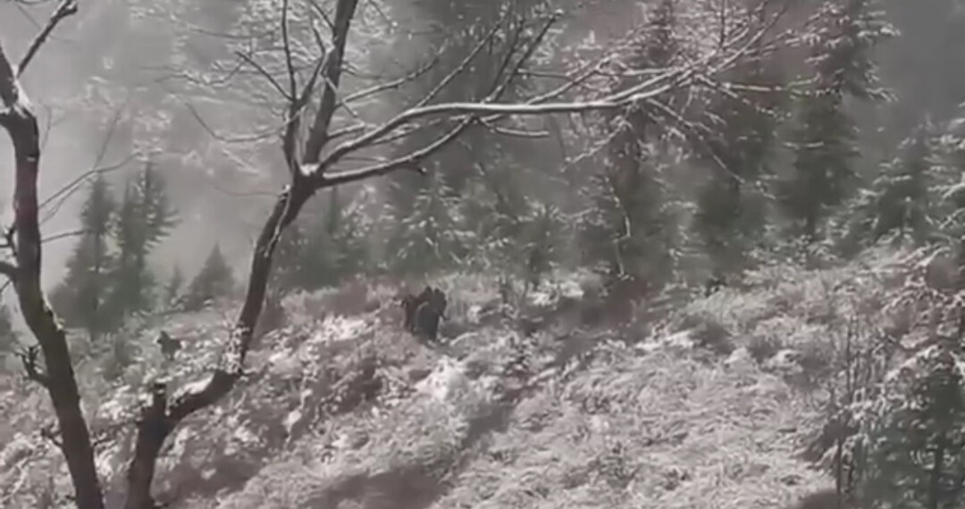 Several feared dead as passenger vehicle falls into gorge in North Kashmir