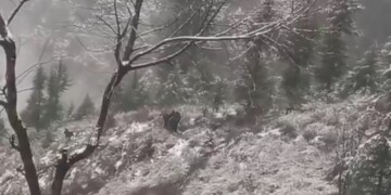 Several feared dead as passenger vehicle falls into gorge in North Kashmir